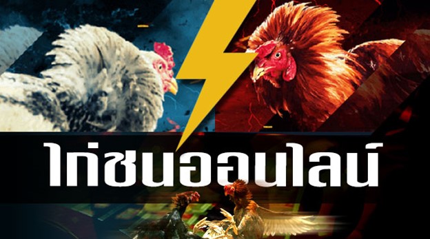 ไก่ชนออนไลน์ คืออะไร เล่นยังไง